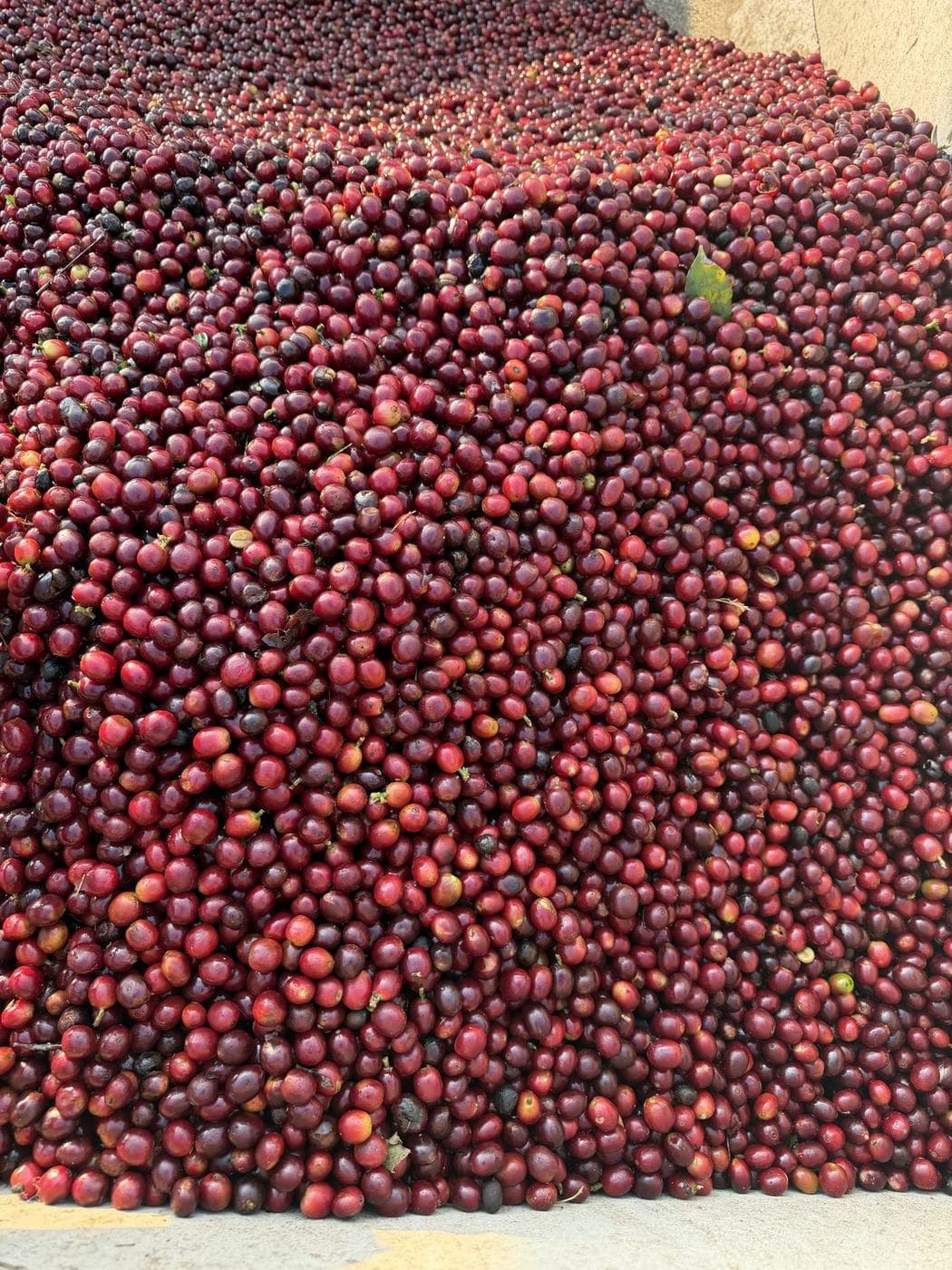 Ripe red coffee cherries spread out in a dense layer