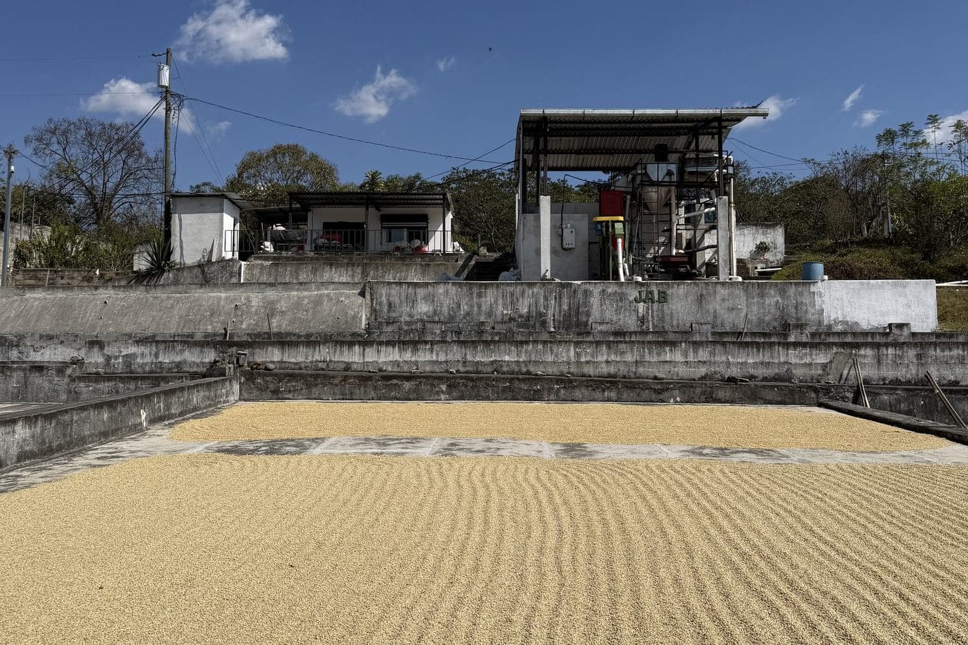 Coffee spread across a concrete drying patio in the sun