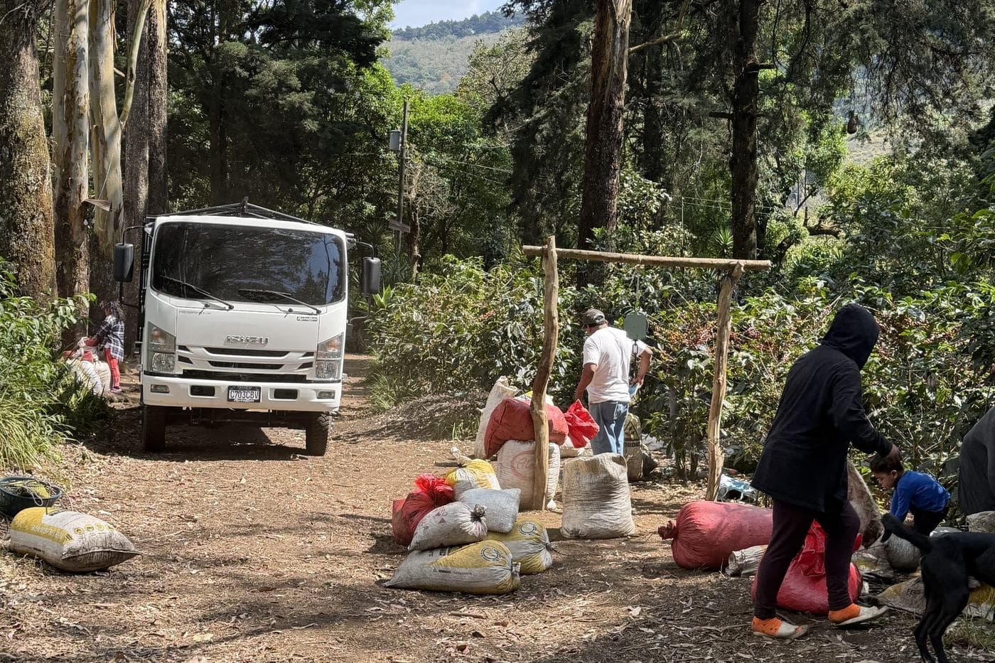 A group gathered around a weighing frame beside a truck, with full sacks of coffee on the ground