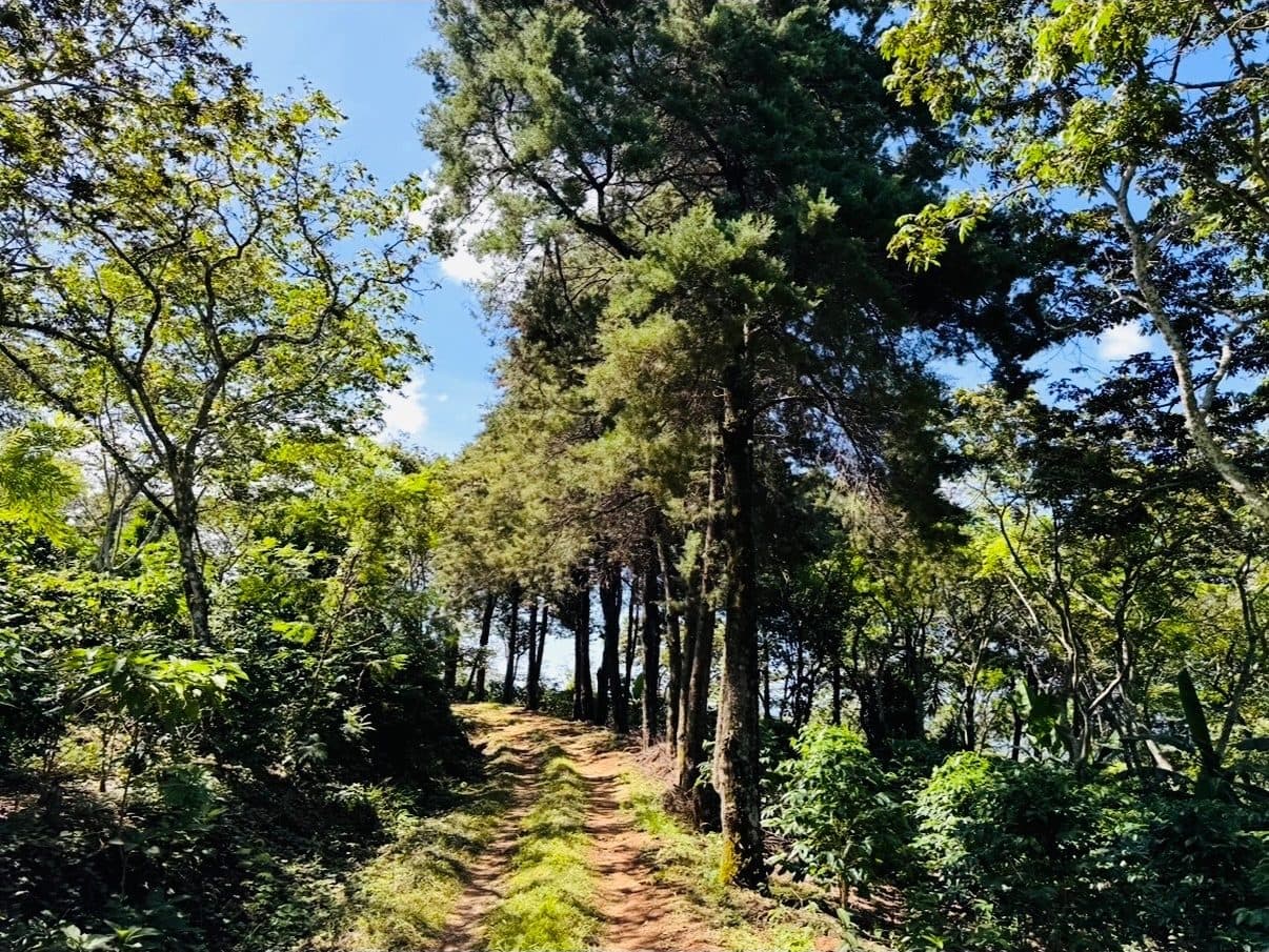 A dirt path running uphill between tall pines and broadleaf trees