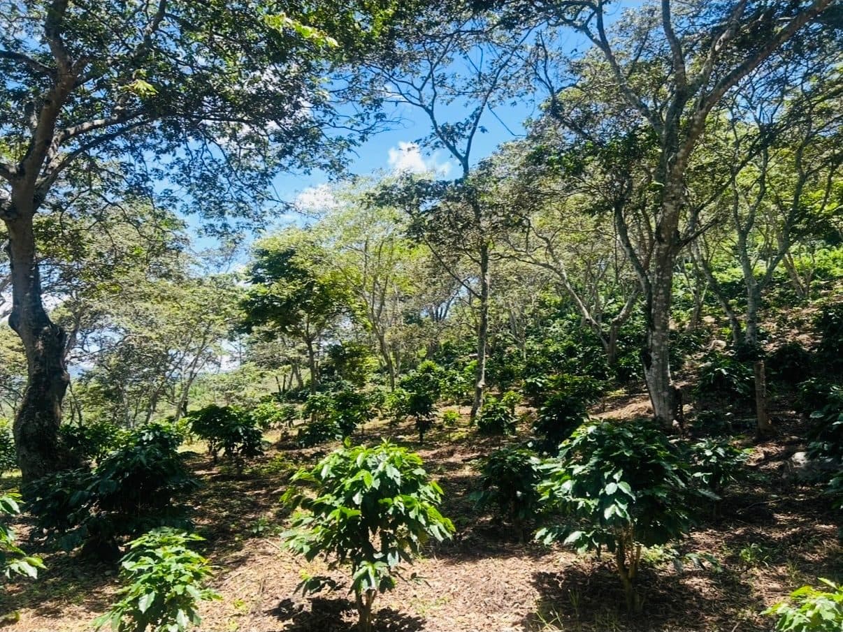 Young coffee plants growing in rows beneath tall shade trees