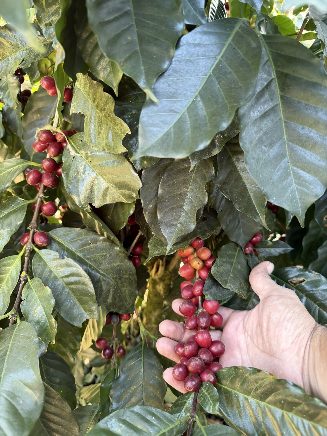 A hand holding ripe red coffee cherries on the branch