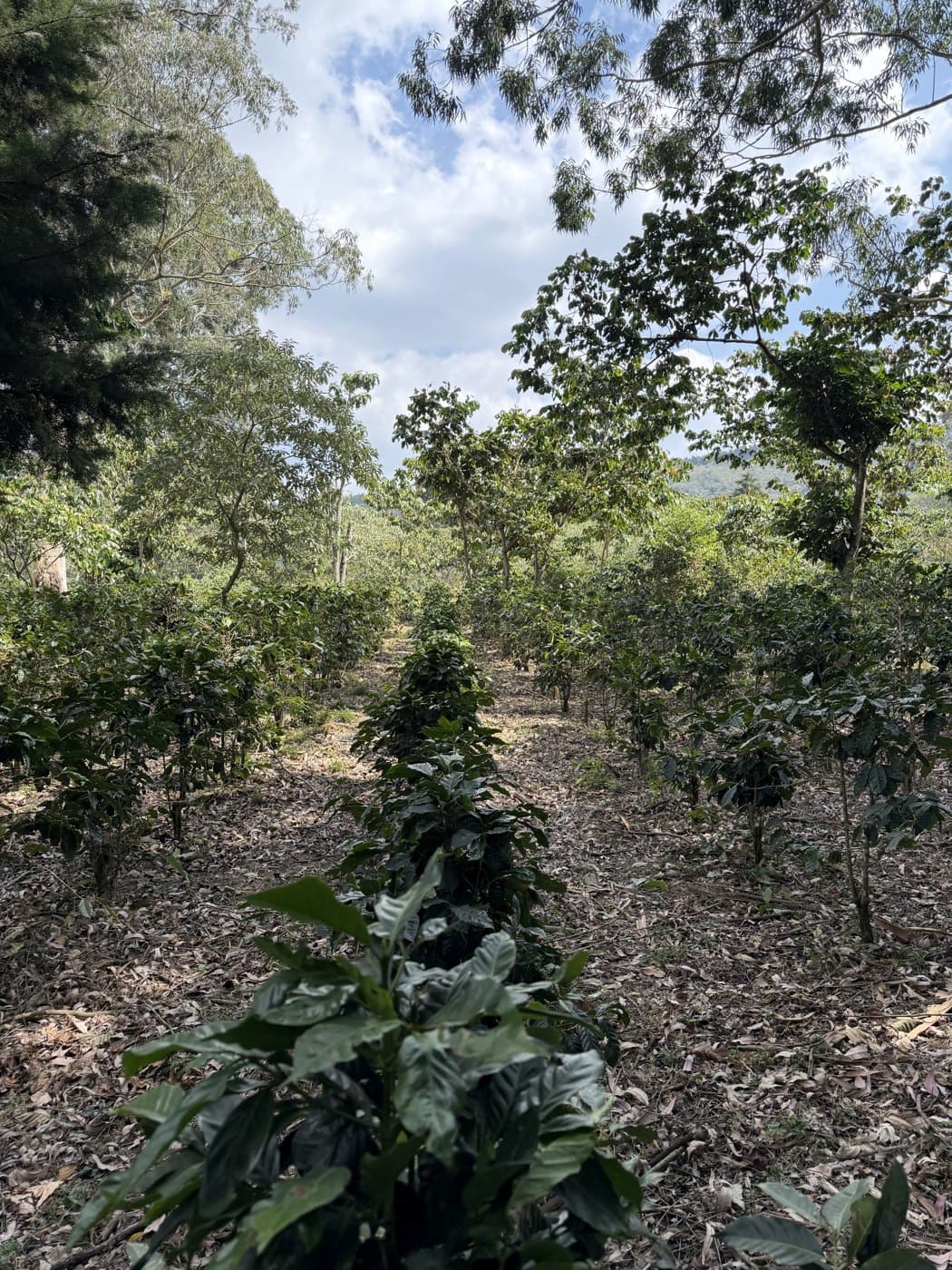 Rows of coffee plants leading up toward a mountain