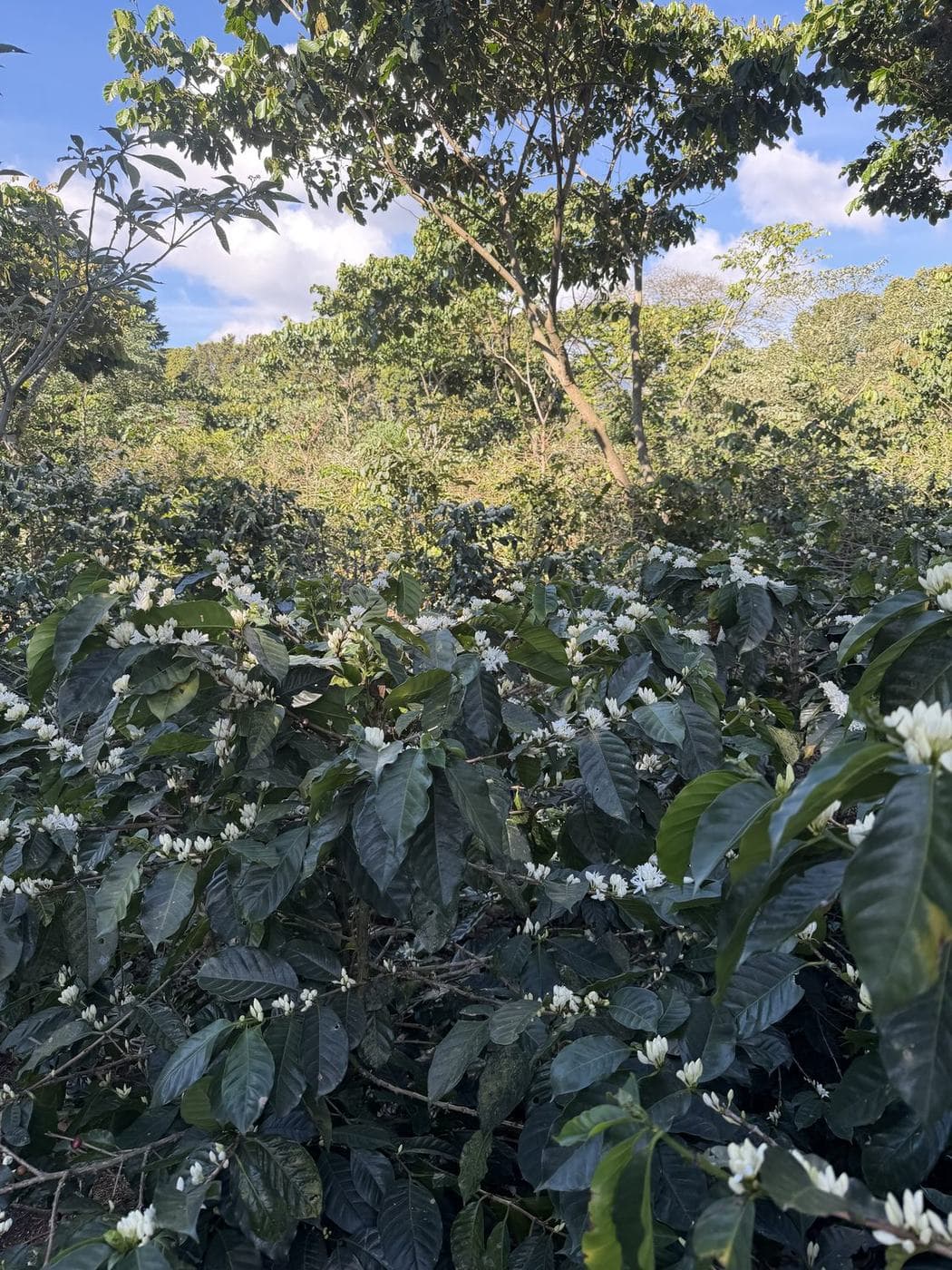 A coffee plant in white blossom
