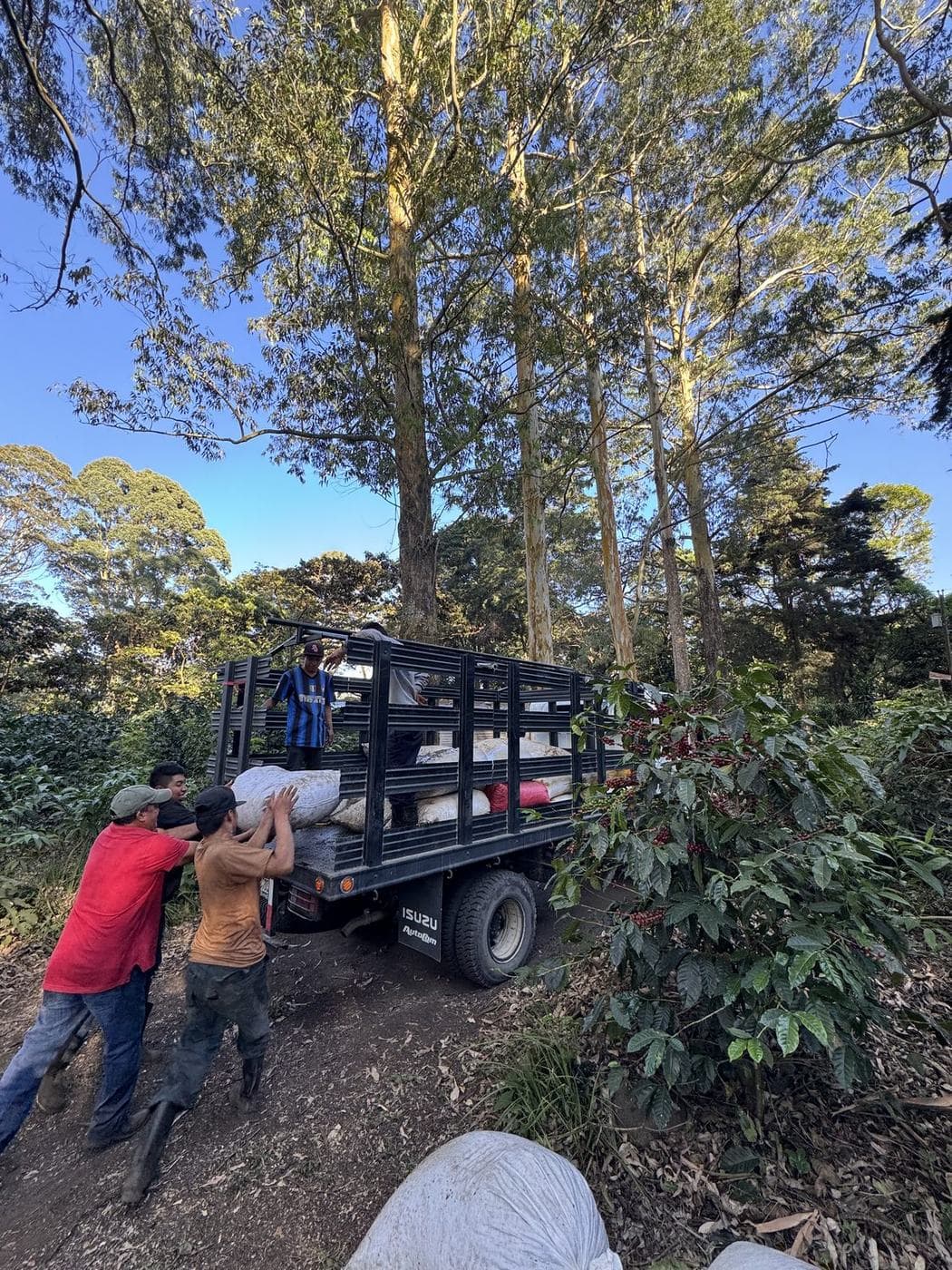 Two workers lifting sacks of coffee onto the back of a truck