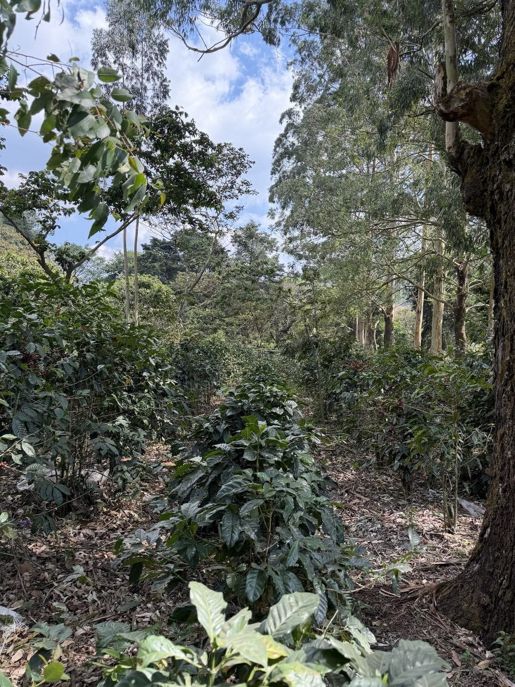Coffee growing beneath tall shade trees