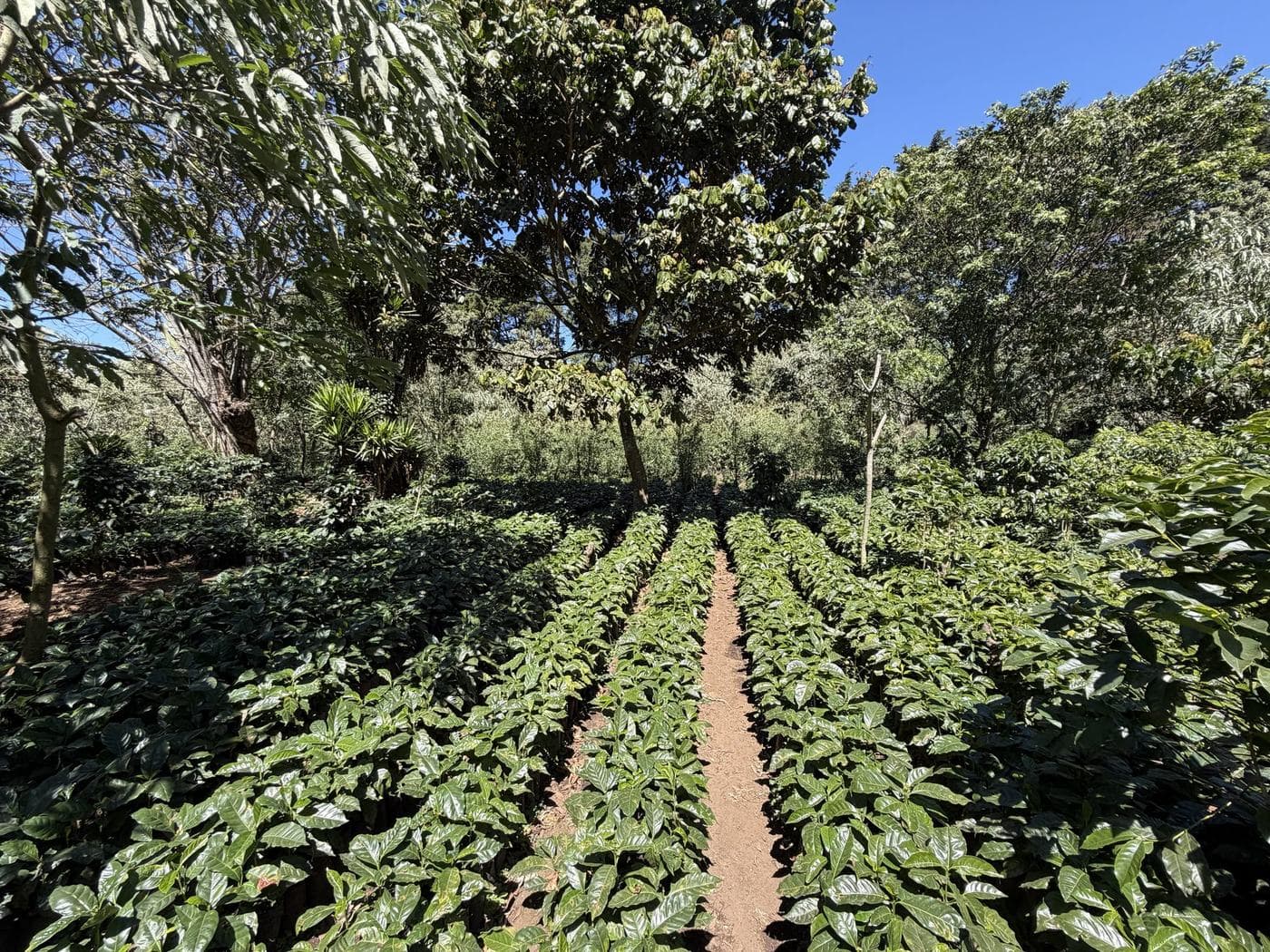 Rows of young coffee plants on a hillside under tall trees