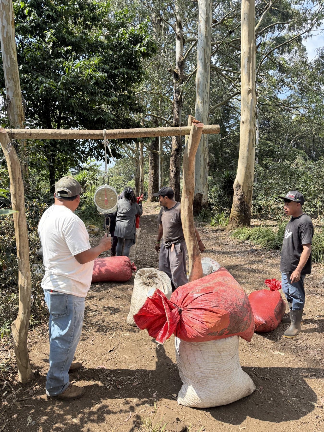 A group weighing full sacks of coffee cherries on a hanging scale